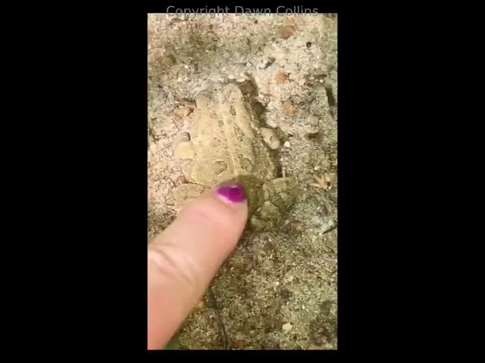 Ribbit ribbit don t miss the end and don t miss my silly ass snapchat 