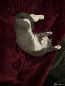 Happy 4th of july to those that celebrate this is just my smol plea to