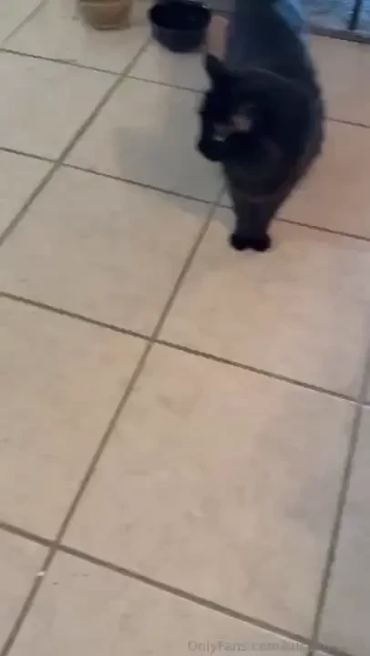 The word nonchalant if it was a cat 