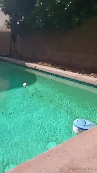 Stellaaeternum part 246759 