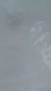 Stellaaeternum part 246958