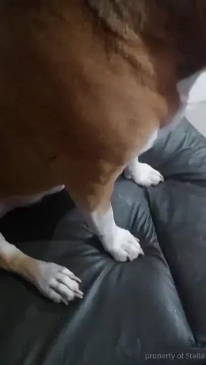 Stellaaeternum part 247095 