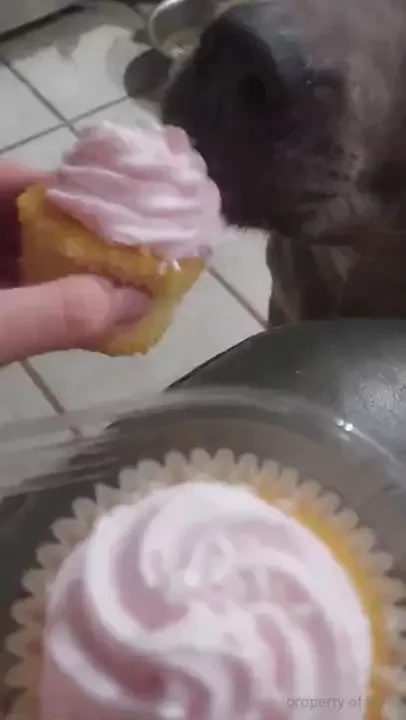 Stellaaeternum part 247158 