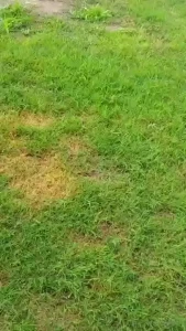 Stellaaeternum part 247168