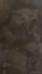 Stellaaeternum part 247188