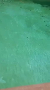 Stellaaeternum part 253185
