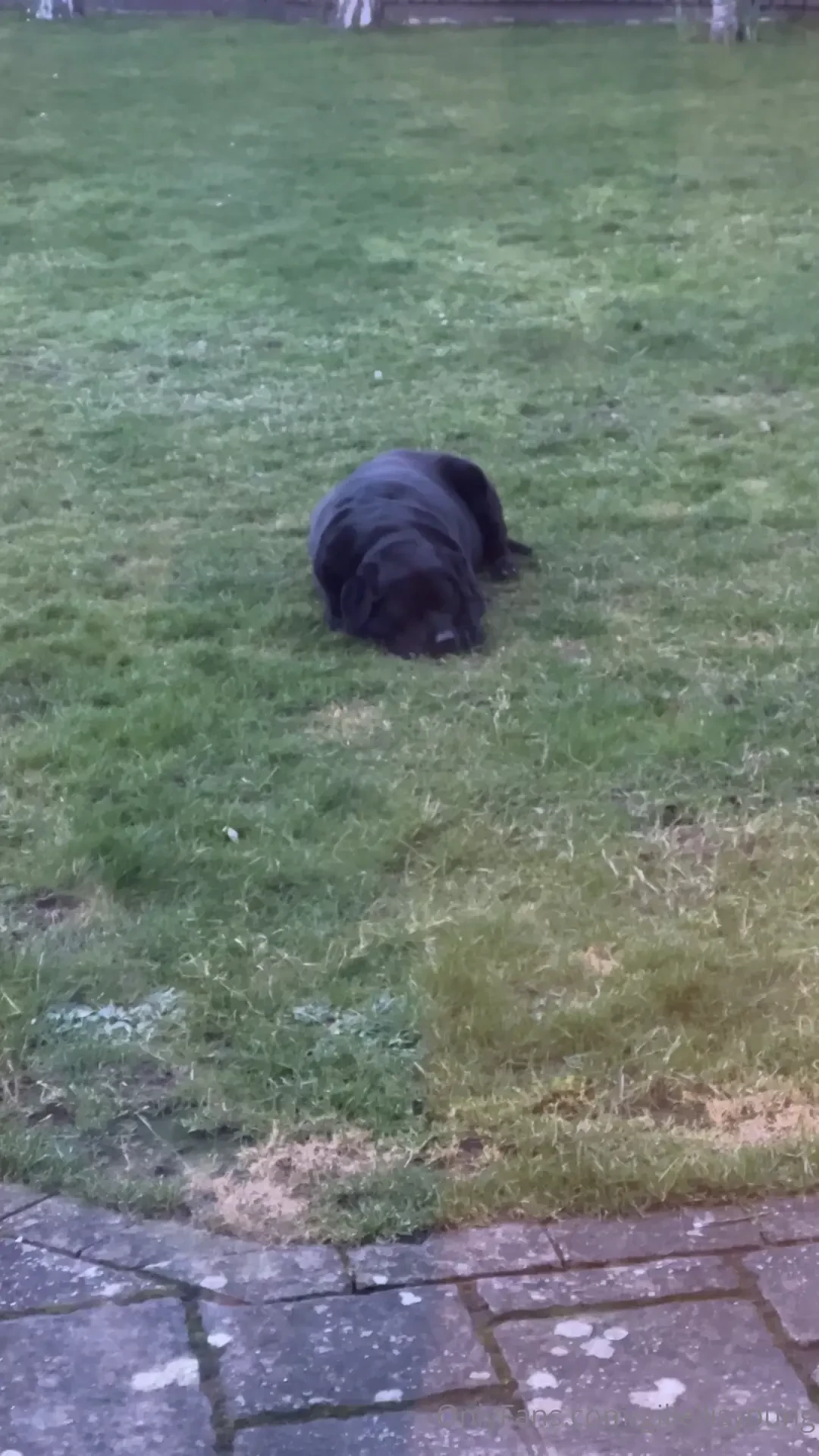 Well we got poppy home an hour ago she s very sedated still she wouldn 