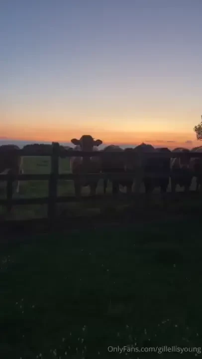 Sunset and moo cows 