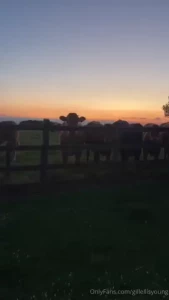 Sunset and moo cows