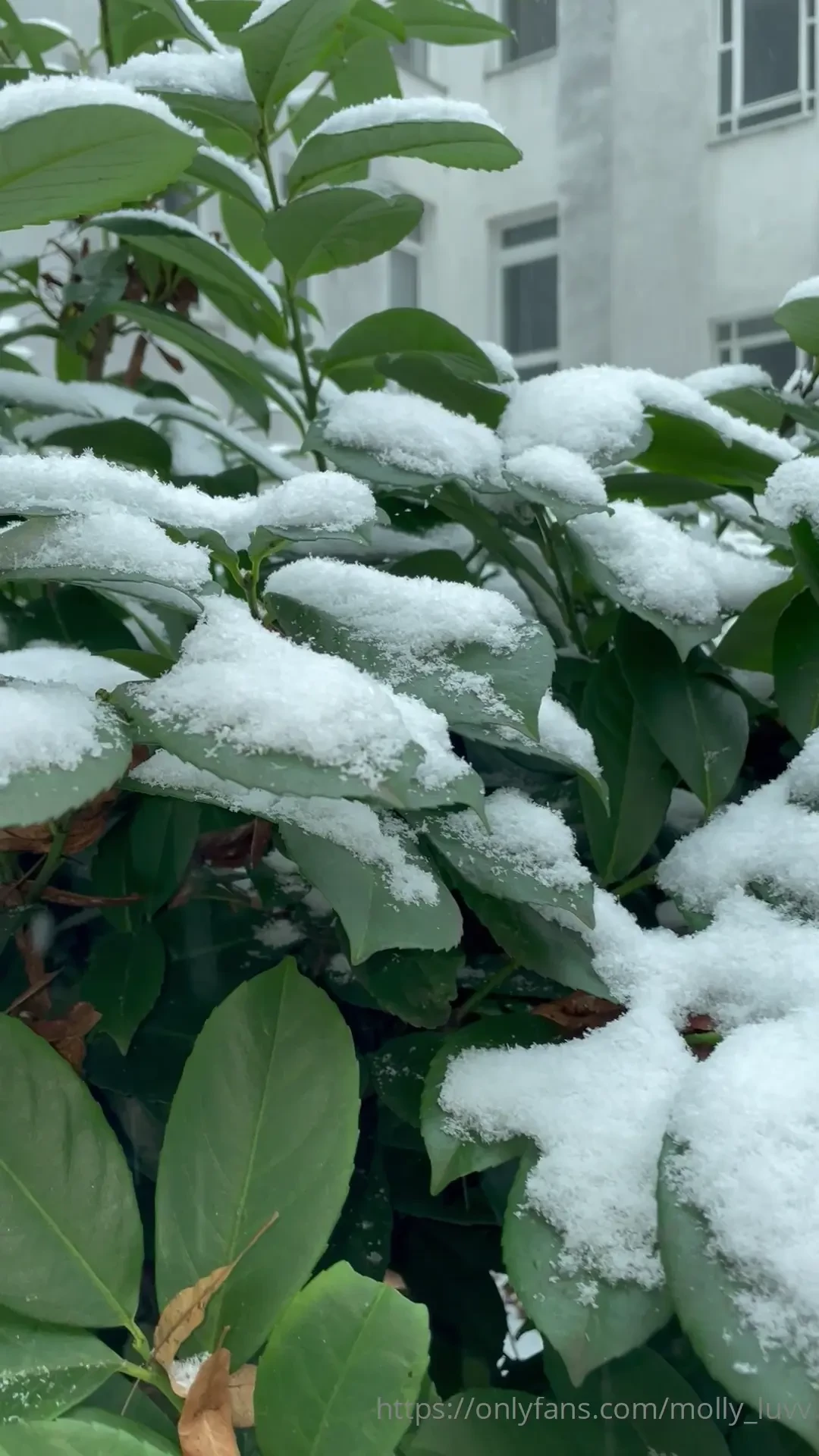 Today in berlin it started snowing and everything became so cozy and part 4 