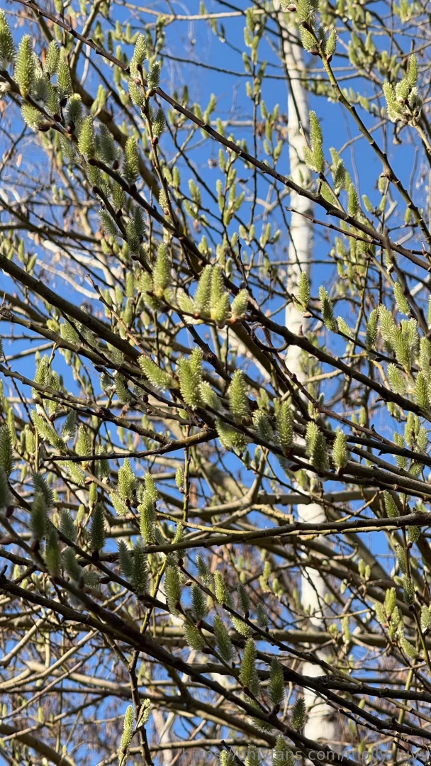 Spring vibe here part 2 