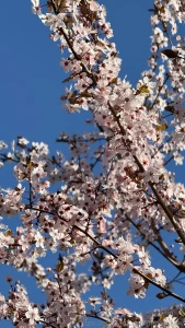 Spring vibe here part 1