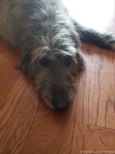 Alucard husky lab mix and cadoc irish wolfhound welcome you to our