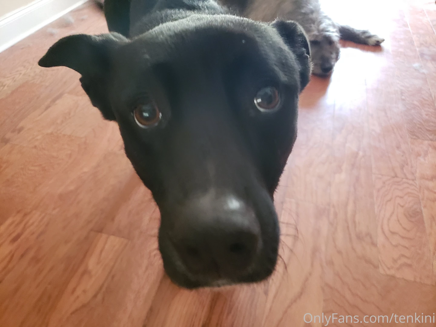 Alucard husky lab mix and cadoc irish wolfhound welcome you to our part 1 