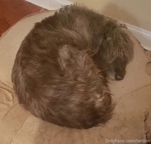 May your dreams be blessed by the furry doughnut