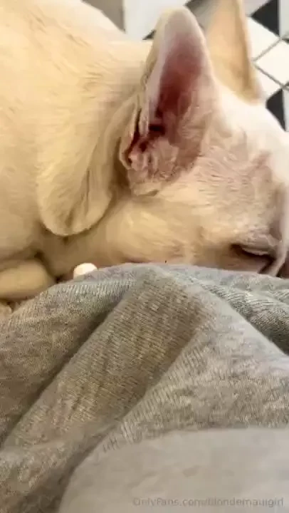 Anyone need a dog walker 