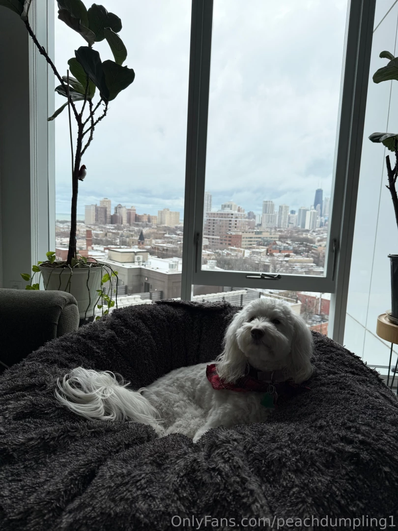 This is lily she ll be staying with me until december 29th she s a 