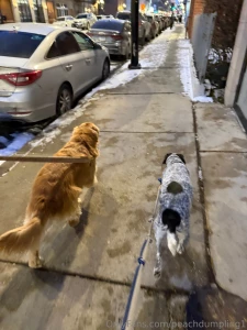Booked amp busy this weekend dog sitting i have 4 dogs today and