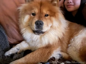 Boy have i had my hands full dog sitting this huge chow chow she is part 1