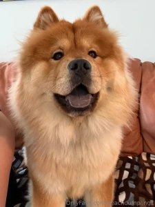 Boy have i had my hands full dog sitting this huge chow chow she is