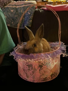 I drove 6 hours yesterday to rescue this baby bunny his current name part 1