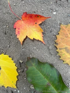 Fall is here y all the trees are shedding their tops so i thought i part 5