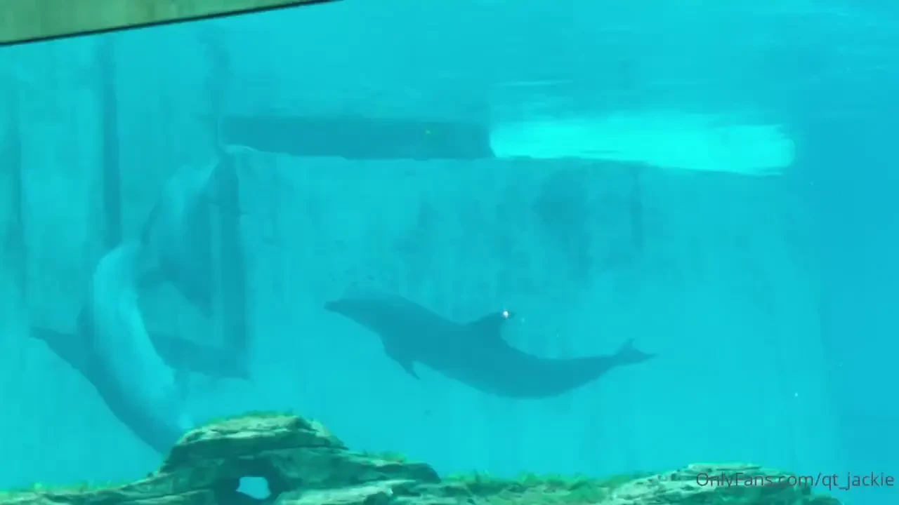 Sea aquarium day last vid was of a dolphin banging its head against 