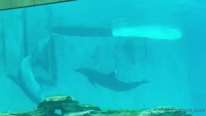 Sea aquarium day last vid was of a dolphin banging its head against