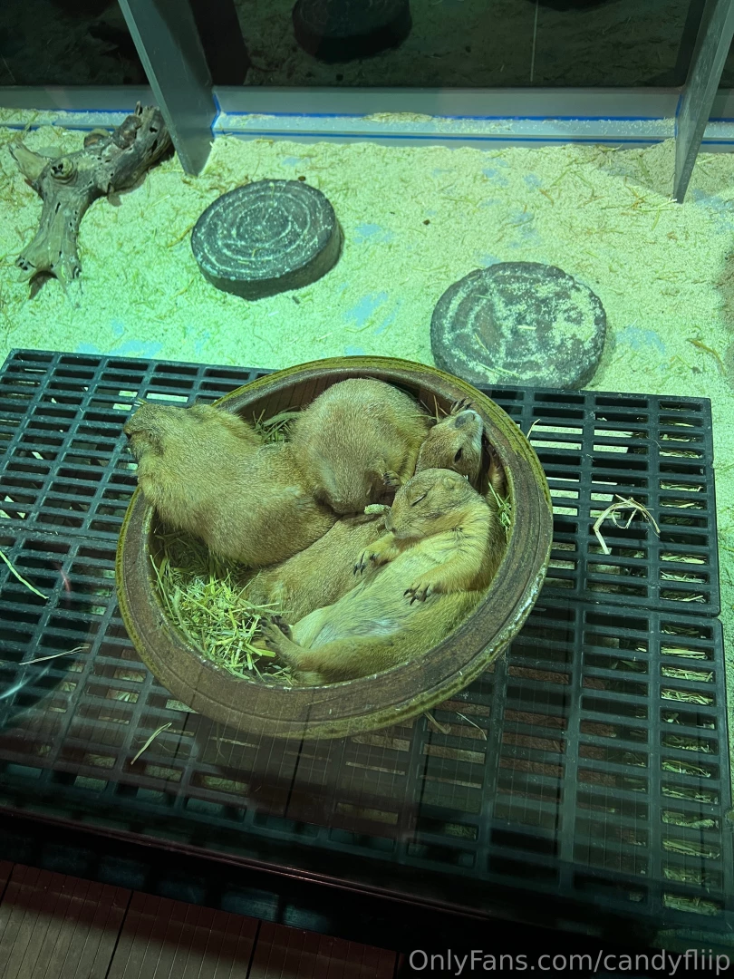 I think i look a lot like them when i m sleepy and just waking up who 