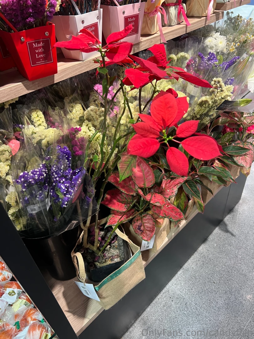 Do you think it s better to give a potted flower instead of the usual 