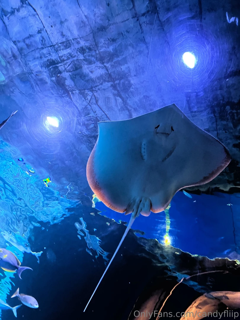 That s a lucky shot of a cute stingray isn t it these sea creatures 