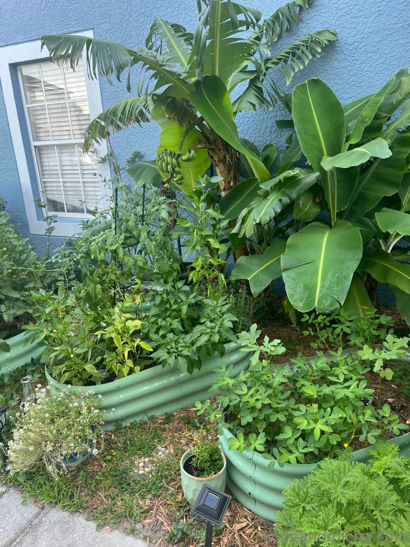 Garden update babes so my garden is going freaking crazy looks like i part 1 