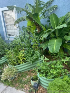 Garden update babes so my garden is going freaking crazy looks like i part 1