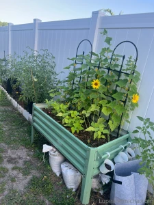 Garden update babes so my garden is going freaking crazy looks like i