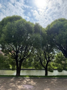 Looking up at the sky listening to the birds feeling the ground