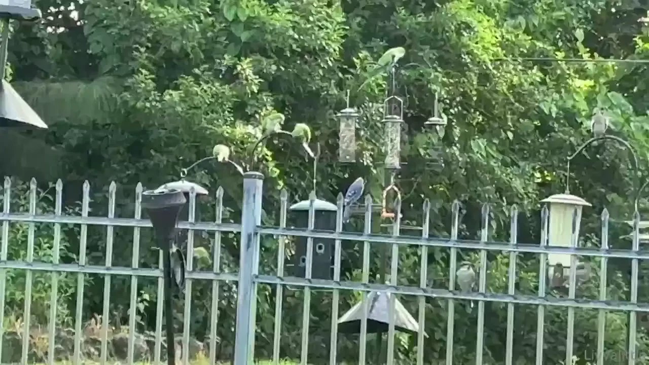 Bird watching with my doggo swipe for parakeets 