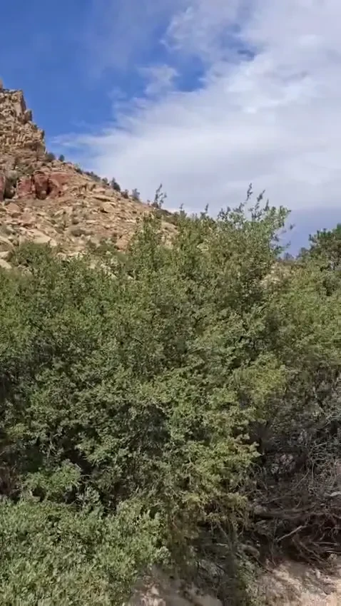 Is it a mountain lion or a puma haha part 1 