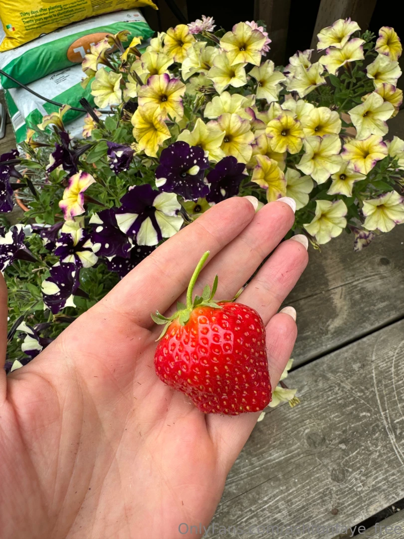 I m really proud of this strawberry i grew this year in my garden 