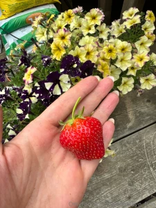 I m really proud of this strawberry i grew this year in my garden
