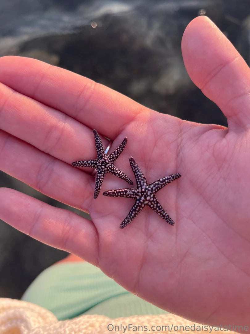 Creature feature if you are an ocean lover like me you are probably 