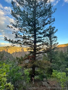 Remember your roots ancient and old the standing ones have been with