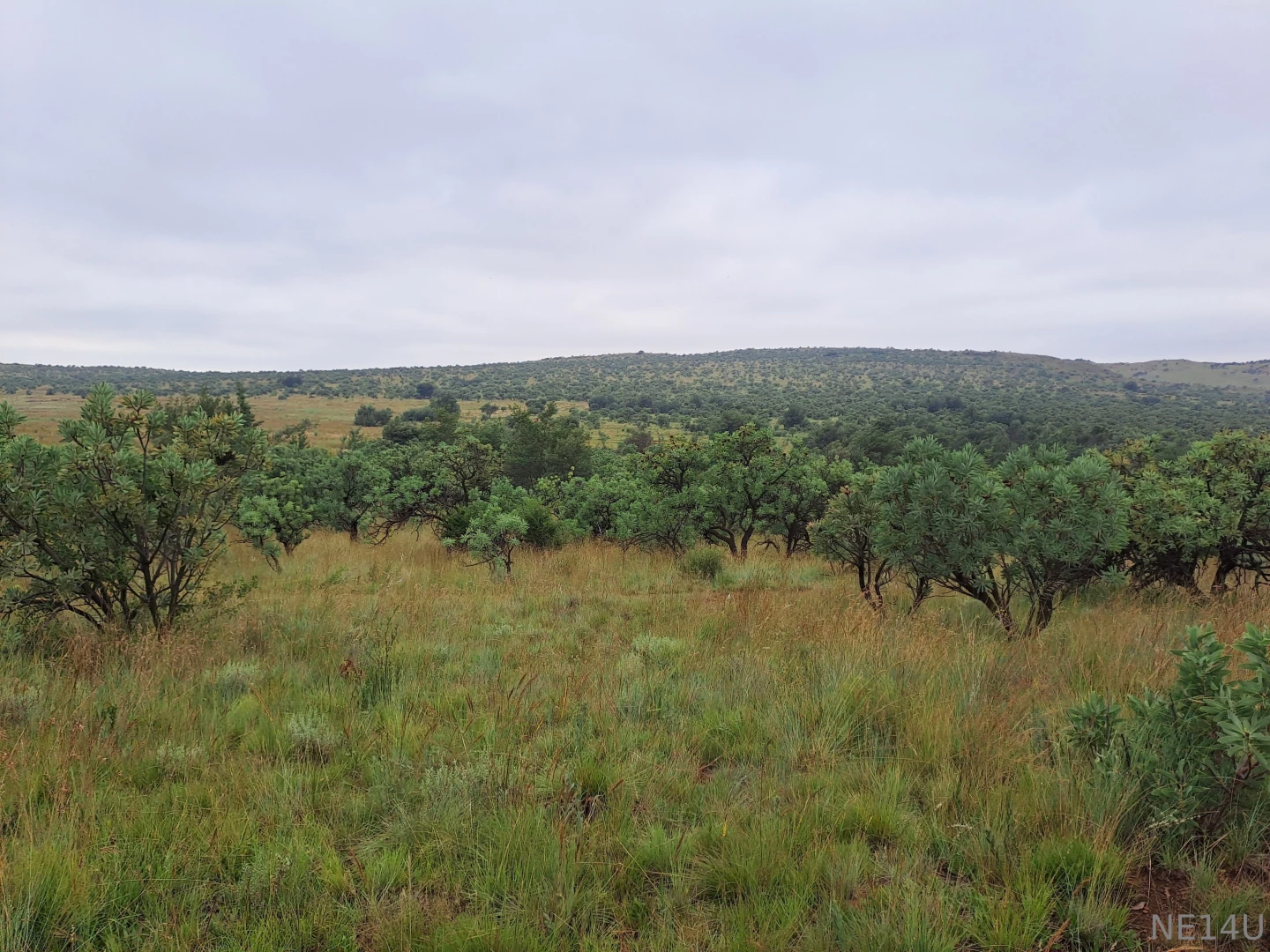 Should we go see if there is somewhere in those trees to get a little 