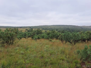 Should we go see if there is somewhere in those trees to get a little