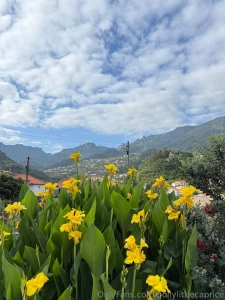 I dream of having beautiful flowers around me always