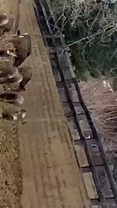 Made some friends on my walk today i think they liked me 