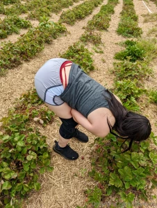 Strawberry picking with me lilly4youvip