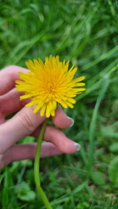 I know you love my live pics so here s a couple from my walk for you part 1