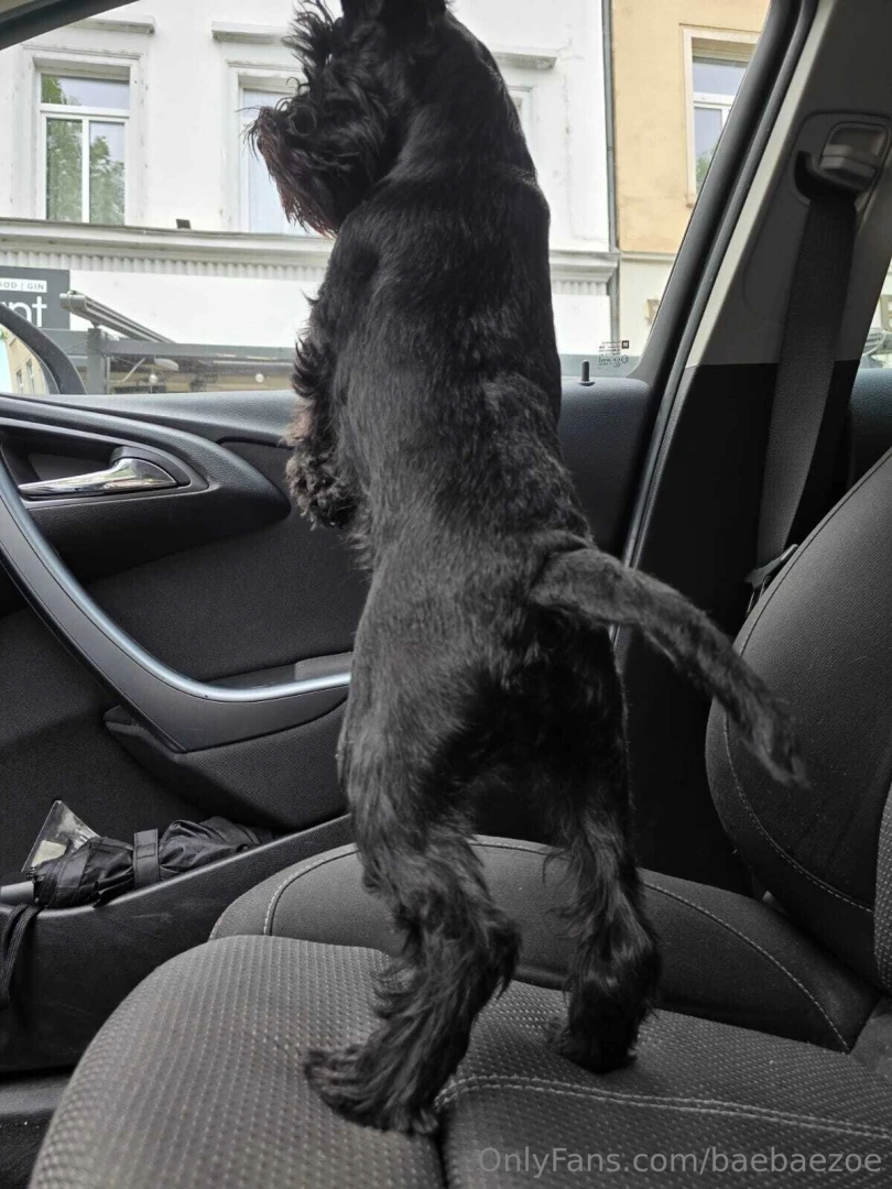 No need to lock the door if you ve got a giant schnauzer 