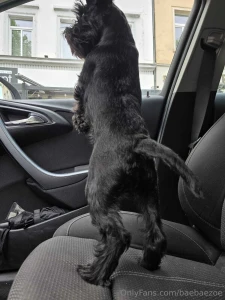 No need to lock the door if you ve got a giant schnauzer