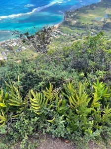 Quite the adventure ended with some neighborly homemade sorbet lt 3 part 9